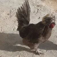 خروس لهستانی