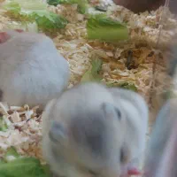 همستر زیبا مادر وبچه بهترین رنگ|موش و خرگوش|مشهد, بهاران|دیوار