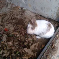 خرگوش|موش و خرگوش|بروجرد, |دیوار