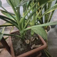 دیفن باخیا سرحال|گل و گیاه طبیعی|اراک, |دیوار