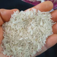 برنج فجر محلی