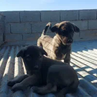 سرابی|سگ|اصفهان, سپاهانشهر|دیوار