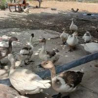 غاز