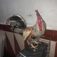 حیوانات مزرعه