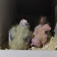 جوجه عروس هلندی