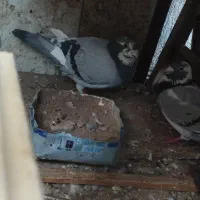 اسباب بازی کفتر