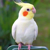 عروس هلندی گمشده