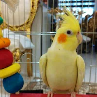 عروس هلندی لوتینو زعفرانی نر