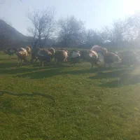 فروش فوری|حیوانات مزرعه|هوراند, |دیوار