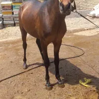 اسب نریون سن ۲به ۳