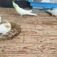 فروش جوجه عروس هلندی یک ماه