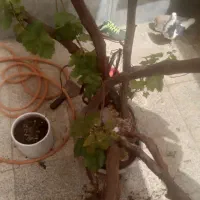 انگور بن دار
