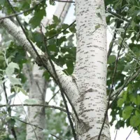 توزیع نهال درخت سیاه کبوده|خدمات باغبانی و درختکاری|کوهپایه, |دیوار