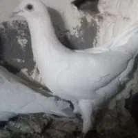 کبوتر|پرنده|زاهدان, |دیوار