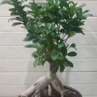 گل بونسای و گل لوتوس