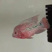 هیبرید کامفا و ویجا (سوپر رد کامفا)