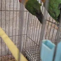 یک جفت کوتوله برزیل مو.ل.د|پرنده|اصفهان, گلزار|دیوار