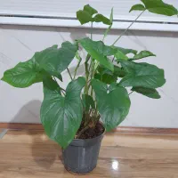 گلهای طبیعی|گل و گیاه طبیعی|کرمانشاه, |دیوار