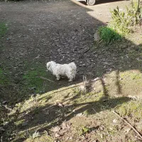 سگ شیتزو|سگ|لاهیجان, فیاض|دیوار