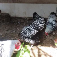 تخم نطفه دار  ویاندوت  گلین  برهما|حیوانات مزرعه|سبزوار, صالح آباد|دیوار