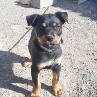 سگ روتوایلر