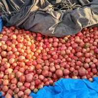 انار درجه یک