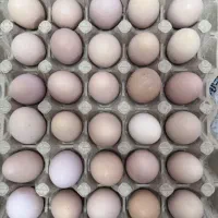تخم مرغ محلی گلپایگان