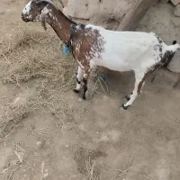 یک عددکهره ماده فروشی