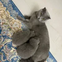 برتیش ماده