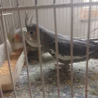 عروس هلندی|پرنده|مشهد, فاطمیه|دیوار