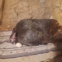 فروش بوقلمون کرک