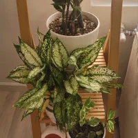 استند چوبی تاشو|کتابخانه، شلف، قفسه‌های دیواری|کرج, شهرک ولیعصر|دیوار