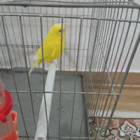 یک عدد مرغ عشق بالق نر ،مست آماده جفت