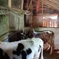 ورزا ولیشه داشتی