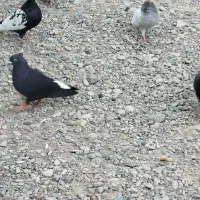 سیاه دم سفید شعمک تخت دوست بداری