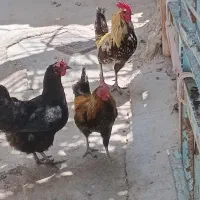 خروس محلی خوش آواز