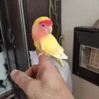 طوطی برزیلی