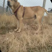 واگذاری سگ پژدر یاعراقی