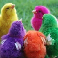 جوجه رنگی دانه ای ۲۵