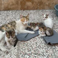 حامی پیشی های ملوس