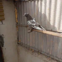 کبوتر. رنگی نر|پرنده|فردیس, نگارستان|دیوار