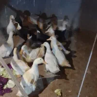 اردک تخم گذار
