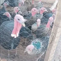 بوقلمون فروشی