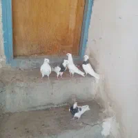 کبوتر جوانه|پرنده|بیستون, |دیوار