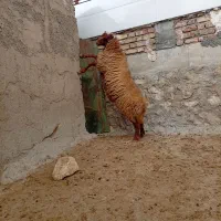 قوچ|حیوانات مزرعه|کوهدشت, |دیوار