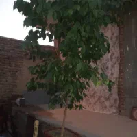 فروش گل|گل و گیاه طبیعی|بناب, |دیوار