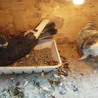 کفتر پرشی|پرنده|قرچک, فردیس|دیوار