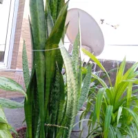 گل و گیاه|گل و گیاه طبیعی|سرپل ذهاب, |دیوار