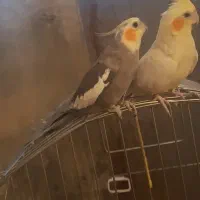 یک جفت عروس هلندی همراه قفس