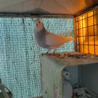 جفت طوق آبی پاک عتیقه